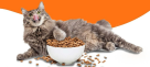 Pets Gallery