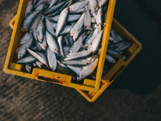 Gray Diamond Fish & Sea Food Trading