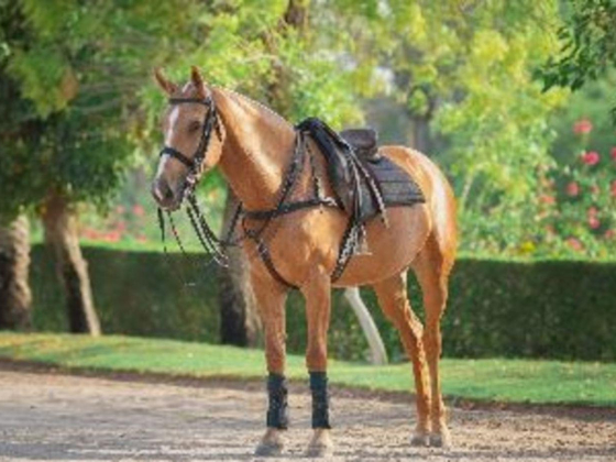 Desert Palm Equestrian Centre