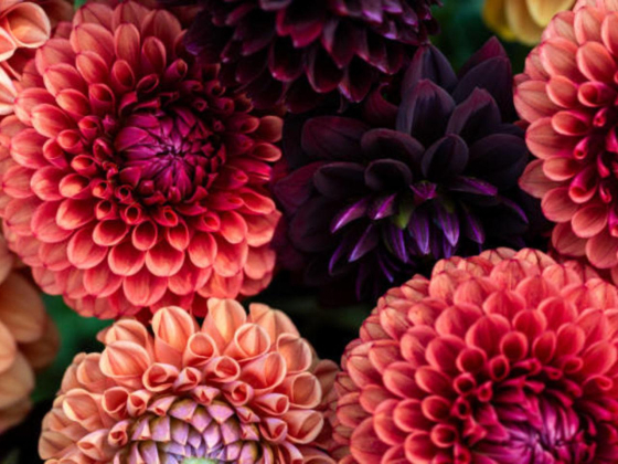 Only Touch Flower Trading