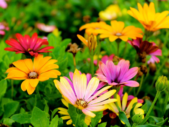 6 Simple Steps to A Beautiful Flower Garden