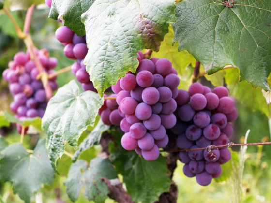 Tips on How to Prune Grape Vines