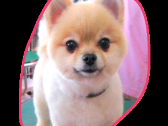 Happy Puppy Grooming Boutique